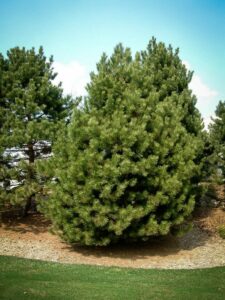 Сосна Чёрная (Pinus Nigra) купить по цене от 270.00р. в интернет-магазине «Посадика» с доставкой почтой в в Яранске и по всей России – [изображение №1].