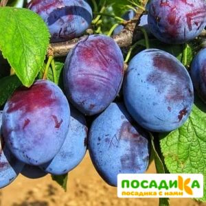 Слива Чачакская ранняя купить по цене от 229.00р. в интернет-магазине «Посадика» с доставкой почтой в в Яранске и по всей России – [изображение №1].