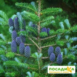 Пихта корейская (Abies koreana) купить по цене от 450.00р. в интернет-магазине «Посадика» с доставкой почтой в в Яранске и по всей России – [изображение №1].