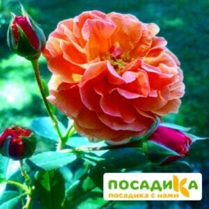 Роза Арабия купить по цене от 350.00р. в интернет-магазине «Посадика» с доставкой почтой в в Яранске и по всей России – [изображение №1].