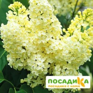 Сирень Примроуз (Primrose) купить по цене от 529.00р. в интернет-магазине «Посадика» с доставкой почтой в в Яранске и по всей России – [изображение №1].