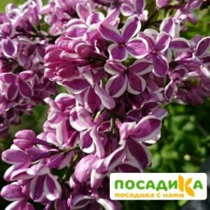 Сирень Сенсация купить по цене от 529.00р. в интернет-магазине «Посадика» с доставкой почтой в в Яранске и по всей России – [изображение №1].