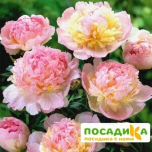 Пион Распберри Сандей (Paeonia Raspberry Sundae) купить по цене от 959р. в интернет-магазине «Посадика» с доставкой почтой в в Яранске и по всей России – [изображение №1].