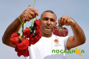 Клубника Гигант Джорнея купить по цене от 266р. в интернет-магазине «Посадика» с доставкой почтой в в Яранске и по всей России – [изображение №1].
