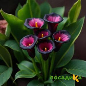 Калла Аура Лейс купить по цене от 400р. в интернет-магазине «Посадика» с доставкой почтой в в Яранске и по всей России – [изображение №1].