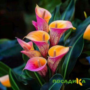 Калла Оникс купить по цене от 450р. в интернет-магазине «Посадика» с доставкой почтой в в Яранске и по всей России – [изображение №1].