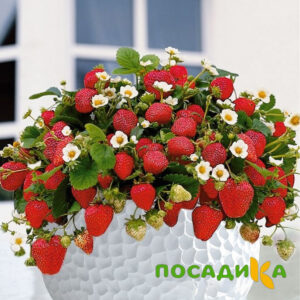 Клубника Рубиновый Шепот (горшечная) купить по цене от 240р. в интернет-магазине «Посадика» с доставкой почтой в в Яранске и по всей России – [изображение №1].