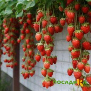 Клубника вьющаяся Комплимент купить по цене от 470р. в интернет-магазине «Посадика» с доставкой почтой в в Яранске и по всей России – [изображение №1].