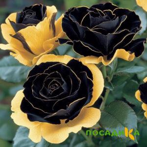 Роза Ханни Сикл купить по цене от 700р. в интернет-магазине «Посадика» с доставкой почтой в в Яранске и по всей России – [изображение №1].