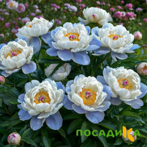 Пион акварельный Этюд купить по цене от 806р. в интернет-магазине «Посадика» с доставкой почтой в в Яранске и по всей России – [изображение №1].
