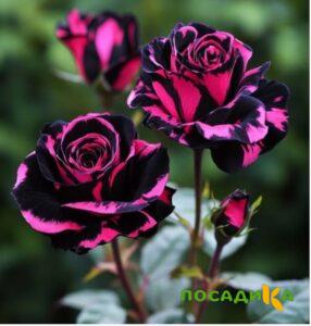 Роза Багровый Шепот купить по цене от 366р. в интернет-магазине «Посадика» с доставкой почтой в в Яранске и по всей России – [изображение №1].