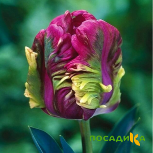 Тюльпан Экзотик Хэвен купить по цене от 186р. в интернет-магазине «Посадика» с доставкой почтой в в Яранске и по всей России – [изображение №1].