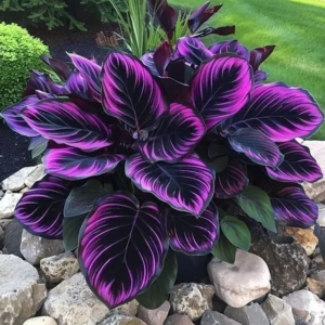 Хоста Люминоза купить по цене от 450р. в интернет-магазине «Посадика» с доставкой почтой в в Яранске и по всей России – [изображение №1].