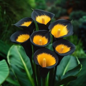 Калла Легато купить по цене от 620р. в интернет-магазине «Посадика» с доставкой почтой в в Яранске и по всей России – [изображение №1].