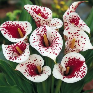 Калла Эмпайр купить по цене от 302р. в интернет-магазине «Посадика» с доставкой почтой в в Яранске и по всей России – [изображение №1].