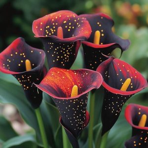 Калла Нуар купить по цене от 299р. в интернет-магазине «Посадика» с доставкой почтой в в Яранске и по всей России – [изображение №1].