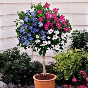 Гибискус-Дерево Триколор купить по цене от 289р. в интернет-магазине «Посадика» с доставкой почтой в в Яранске и по всей России – [изображение №1].