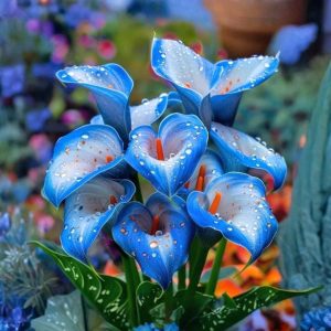 Калла Портрейт купить по цене от 292р. в интернет-магазине «Посадика» с доставкой почтой в в Яранске и по всей России – [изображение №1].