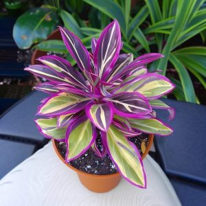 Хоста Сильвер Стик купить по цене от 650р. в интернет-магазине «Посадика» с доставкой почтой в в Яранске и по всей России – [изображение №1].