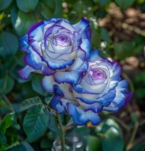 Роза Пэтолз Хоуп купить по цене от 333р. в интернет-магазине «Посадика» с доставкой почтой в в Яранске и по всей России – [изображение №1].