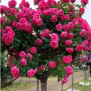 Роза Версаля купить по цене от 232р. в интернет-магазине «Посадика» с доставкой почтой в в Яранске и по всей России – [изображение №1].