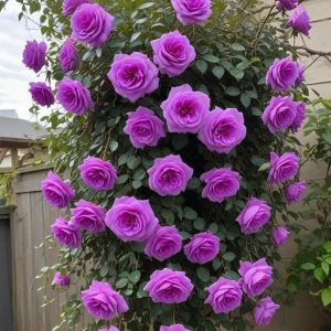 Роза Мистик Уайт купить по цене от 620р. в интернет-магазине «Посадика» с доставкой почтой в в Яранске и по всей России – [изображение №1].