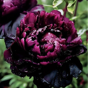 Пион Темный Сад купить по цене от 421р. в интернет-магазине «Посадика» с доставкой почтой в в Яранске и по всей России – [изображение №1].