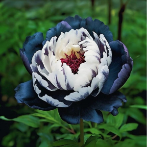 Пион Древовидный Инь-Янь купить по цене от 419р. в интернет-магазине «Посадика» с доставкой почтой в в Яранске и по всей России – [изображение №1].