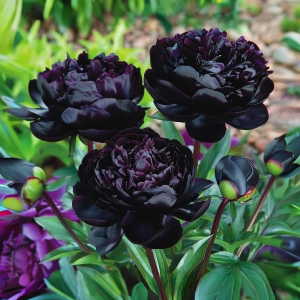 Пион Королевский Бархат купить по цене от 419р. в интернет-магазине «Посадика» с доставкой почтой в в Яранске и по всей России – [изображение №1].