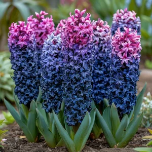 Гиацинт Блю Спринг купить по цене от 2099р. в интернет-магазине «Посадика» с доставкой почтой в в Яранске и по всей России – [изображение №1].