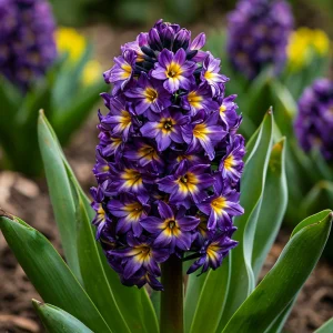 Гиацинт Вельвет Колор купить по цене от 2099р. в интернет-магазине «Посадика» с доставкой почтой в в Яранске и по всей России – [изображение №1].