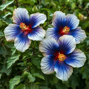 Гибискус Илюжн Вилью купить по цене от 259р. в интернет-магазине «Посадика» с доставкой почтой в в Яранске и по всей России – [изображение №1].