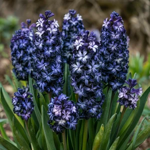 Гиацинт Блум Клауд купить по цене от 2099р. в интернет-магазине «Посадика» с доставкой почтой в в Яранске и по всей России – [изображение №1].