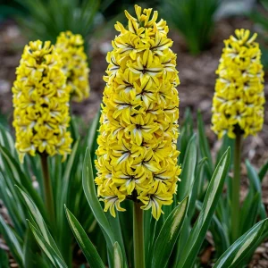 Гиацинт Сансет Голд купить по цене от 2099р. в интернет-магазине «Посадика» с доставкой почтой в в Яранске и по всей России – [изображение №1].