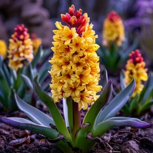 Гиацинт Миднайт Мистери купить по цене от 2099р. в интернет-магазине «Посадика» с доставкой почтой в в Яранске и по всей России – [изображение №1].