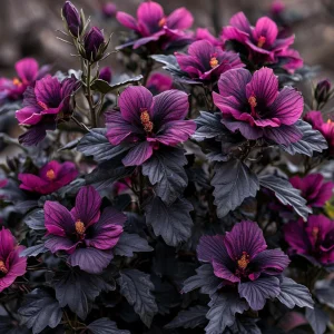 Гибискус Корал Чарм купить по цене от 271р. в интернет-магазине «Посадика» с доставкой почтой в в Яранске и по всей России – [изображение №1].