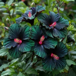 Гибискус Пикок Плюм купить по цене от 490р. в интернет-магазине «Посадика» с доставкой почтой в в Яранске и по всей России – [изображение №1].