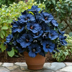 Гибискус Селестиал Флейм купить по цене от 326р. в интернет-магазине «Посадика» с доставкой почтой в в Яранске и по всей России – [изображение №1].