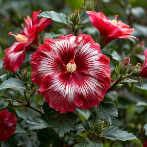 Гибискус Пурпл Мистик купить по цене от 360р. в интернет-магазине «Посадика» с доставкой почтой в в Яранске и по всей России – [изображение №1].