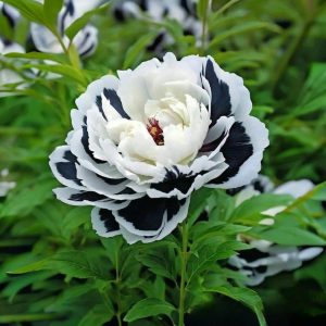 Пион Монохромный Шик купить по цене от 429р. в интернет-магазине «Посадика» с доставкой почтой в в Яранске и по всей России – [изображение №1].