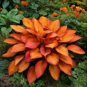 Хоста Солнечный Нектар купить по цене от 605р. в интернет-магазине «Посадика» с доставкой почтой в в Яранске и по всей России – [изображение №1].