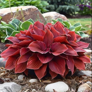 Хоста Малыш Шедевр купить по цене от 421р. в интернет-магазине «Посадика» с доставкой почтой в в Яранске и по всей России – [изображение №1].