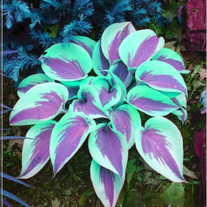 Хоста Висперин Бьюти купить по цене от 379р. в интернет-магазине «Посадика» с доставкой почтой в в Яранске и по всей России – [изображение №1].