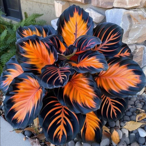 Хоста Сикрет Форест купить по цене от 601р. в интернет-магазине «Посадика» с доставкой почтой в в Яранске и по всей России – [изображение №1].