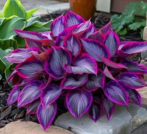 Хоста Сикрет Гарденс купить по цене от 549р. в интернет-магазине «Посадика» с доставкой почтой в в Яранске и по всей России – [изображение №1].