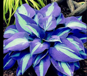 Хоста Аурелия купить по цене от 450р. в интернет-магазине «Посадика» с доставкой почтой в в Яранске и по всей России – [изображение №1].