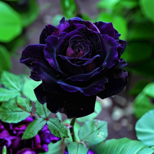 Роза Блэк Пантер купить по цене от 319р. в интернет-магазине «Посадика» с доставкой почтой в в Яранске и по всей России – [изображение №1].