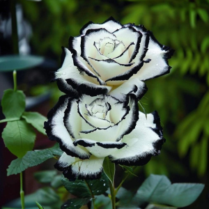 Роза Силк Ивин купить по цене от 319р. в интернет-магазине «Посадика» с доставкой почтой в в Яранске и по всей России – [изображение №1].