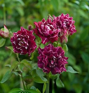 Роза Опаловый Пейзаж купить по цене от 490р. в интернет-магазине «Посадика» с доставкой почтой в в Яранске и по всей России – [изображение №1].