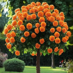 Роза Солнечный Шарм купить по цене от 349р. в интернет-магазине «Посадика» с доставкой почтой в в Яранске и по всей России – [изображение №1].